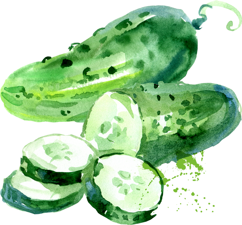Watercolor vegetable isolated illustration