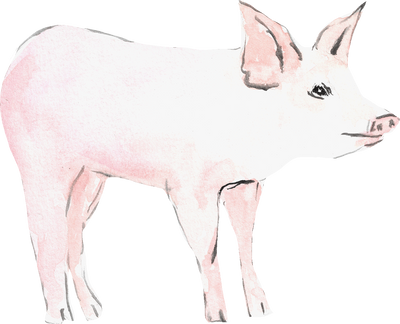 Pig Animal Watercolor Illustration