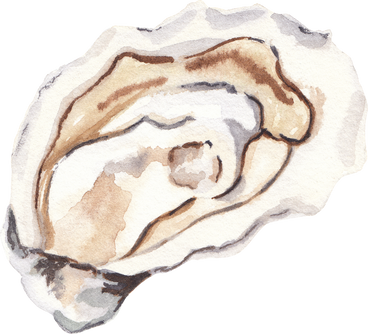 Hand Drawn Oyster