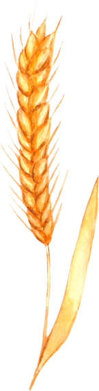 Watercolor ear of wheat
